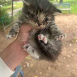 Котята в Щербинке