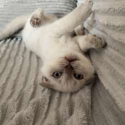 Macho Scottish Fold фото 3