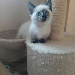 Mini gatitos munchkin фото 3