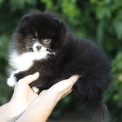 Very very little girl pomeranian фото 8