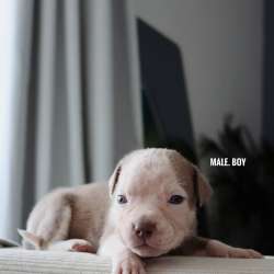 American bully Standart фото 4