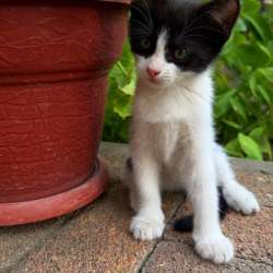 КОТЯТА В ДОБРЫЕ РУКИ в Майкопе фото 4