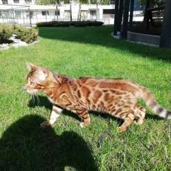 Бенгальский котенок, бенгальская кошка, бенгалочка
