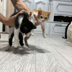 отдает котят в добрые руки