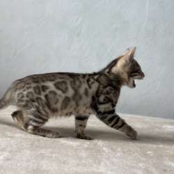 Available Bengal kittens фото 13
