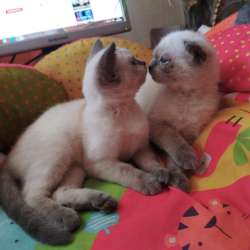 Scottish fold. male, Scottish strait female. Document фото 12