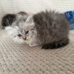 котята в Култаеве