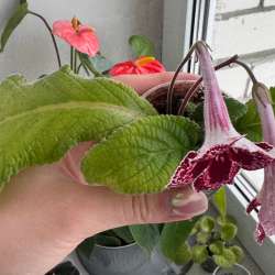 Стрептокарпус DS-Земляника в Мурманске