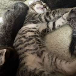 Котята бесплатно в Томилино фото 3