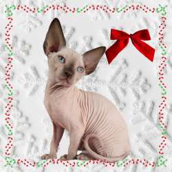 Sphynx