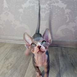 Котята Канадский сфинкс фото 6