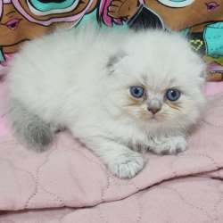 Продаются котята, голубоглазые, шотландские вислоухие фото 26
