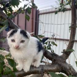 Котята в Краснодаре фото 7