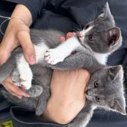 Отдам котят в добрые руки (Кочубей/Кизляр) в Кизляре