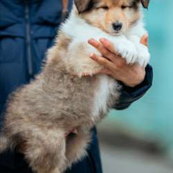 Collie rough Puppies фото 4