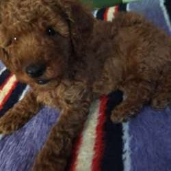 Продаётся щенок мини пуделя. Πωλείται κουταβάκι poodle