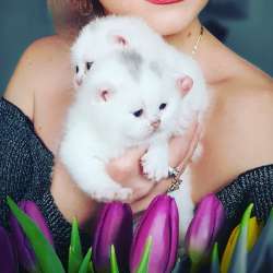 Британские котята, разного возраста, большой выбор фото 14