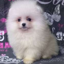 Щеночки померанского шпица в Дзержинске