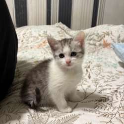 Котята в добрые руки в Кашире фото 5