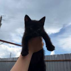 Котята в добрые руки в Москве