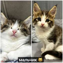 продажа котят!? в Улан-Удэ