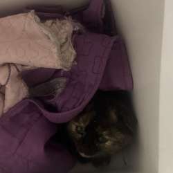 Отдам котёнка в добрые руки бесплатно