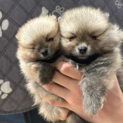 Померанский Шпиц