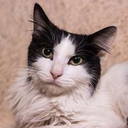 Интеллигентный котик Бельчонок в дар