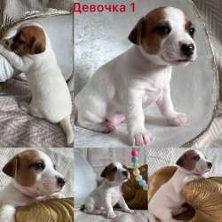 Продаются щенки Джек-Рассел терьера