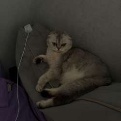 Кошка