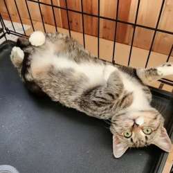 Котенок Зайка с белыми лапками ищет дом