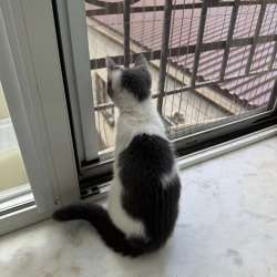 Котенок в добрые руки в Махачкале фото 3