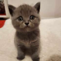 Котята скотиш фолд/ страйт