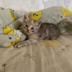 Котята