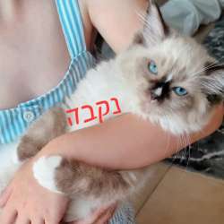 Котята регдолл