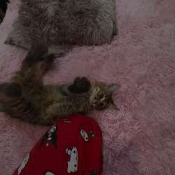 котенок в Архангельске