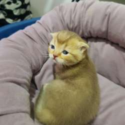 Счастье в дом