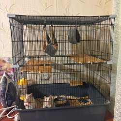 Крысы в добрые  руки