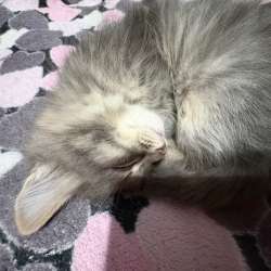 Отдам котенка в добрые руки в Сызрани