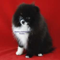 Very very little girl pomeranian фото 7