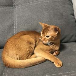 Абиссинский котик
