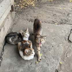 Отдам котят бесплатно СРОЧНО в Россоши