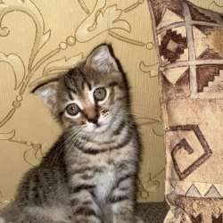 Котята ищут добрых друзей