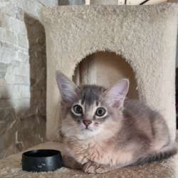 Котенок Сомали