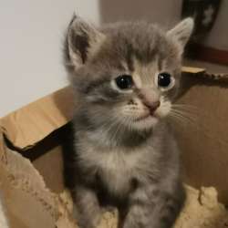 Отдам даром! Котятки: 2 мальчика, 1 девочка фото 4