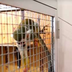 Обезьянка ищет ответственную, обеспеченную Семью. Monkey фото 6