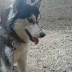 Siberian husky