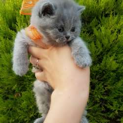 Красивые шикарные котята фото 8