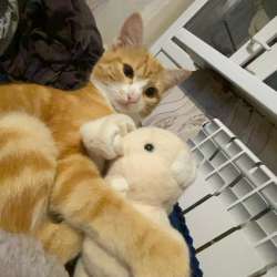 Отдам котика в добрые руки