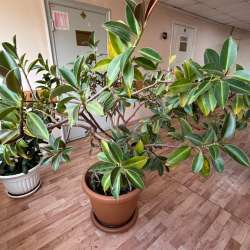 Продам Фикус в Комсомольске-на-Амуре фото 4